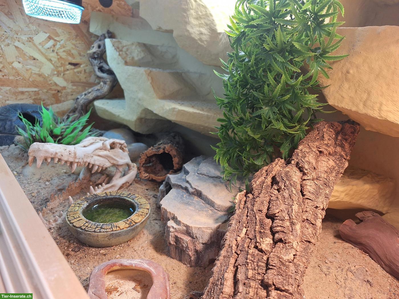 Bild 5: 0.2 Leopardgeckos inkl. Terrarium und Zubehör