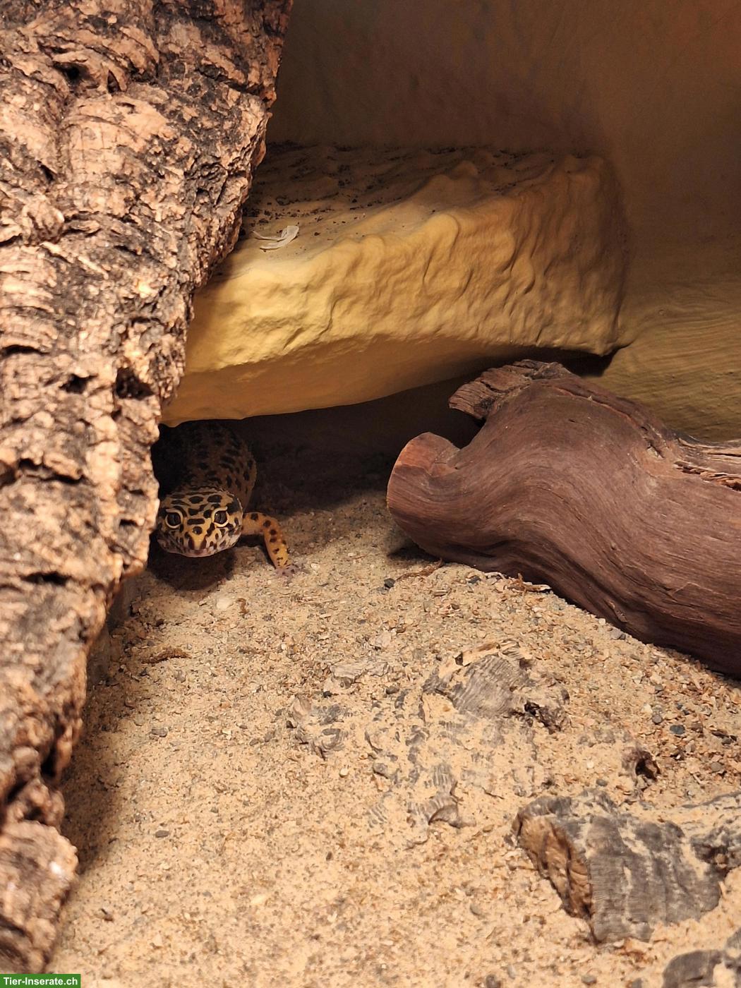 Bild 6: 0.2 Leopardgeckos inkl. Terrarium und Zubehör