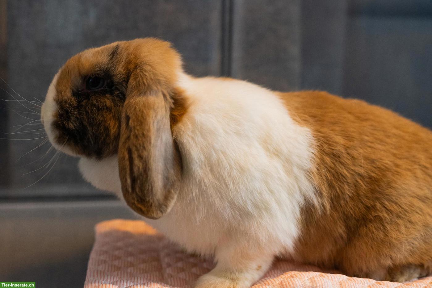 Süsse Mini Lop / Zwergwidder Gruppe