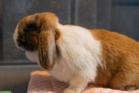 Süsse Mini Lop / Zwergwidder Gruppe