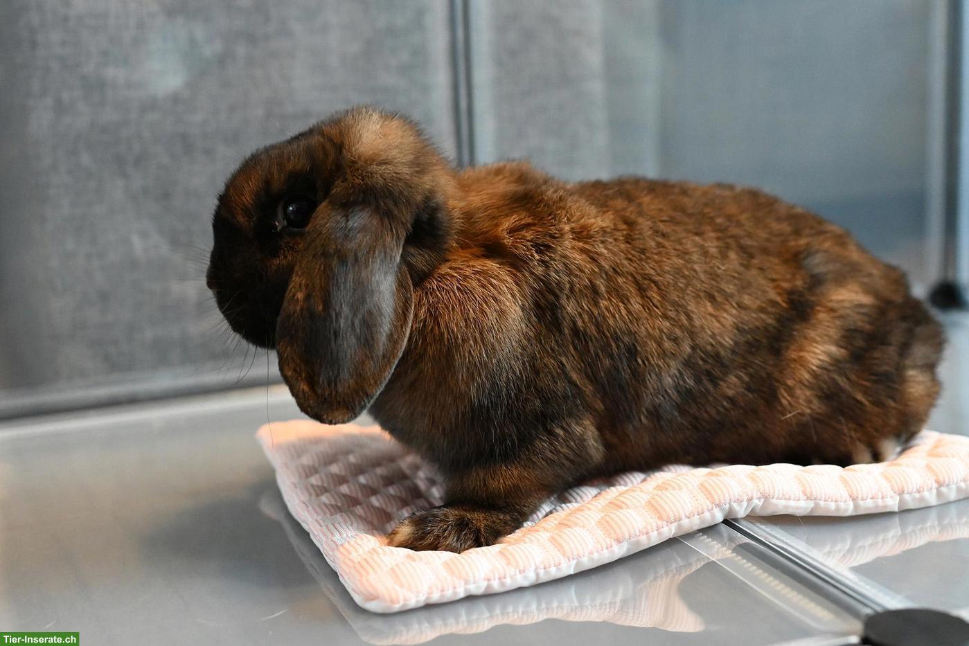 Bild 2: Süsse Mini Lop / Zwergwidder Gruppe