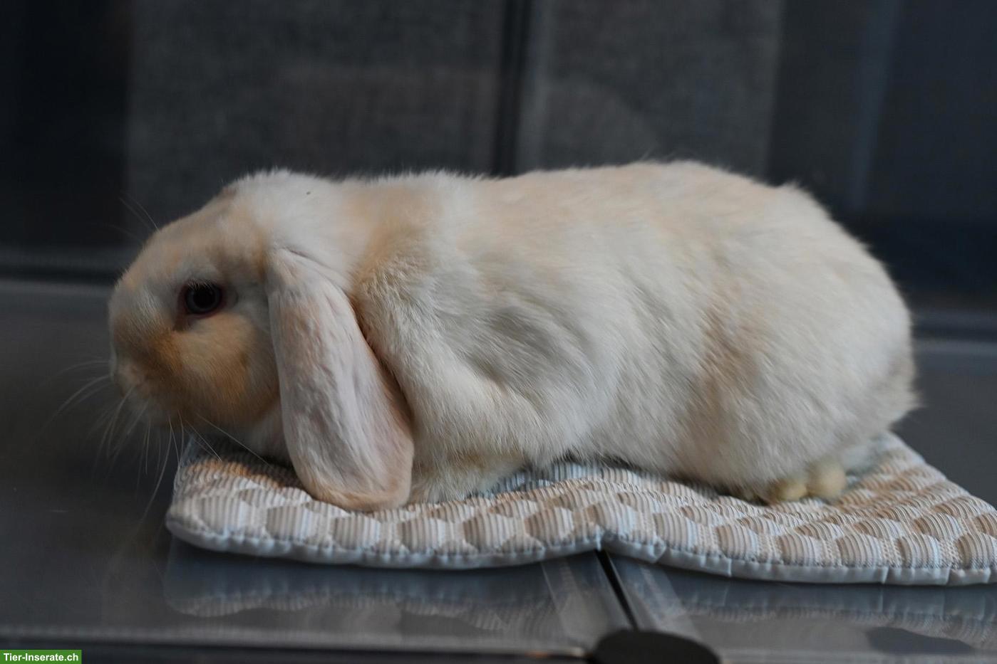 Bild 3: Süsse Mini Lop / Zwergwidder Gruppe