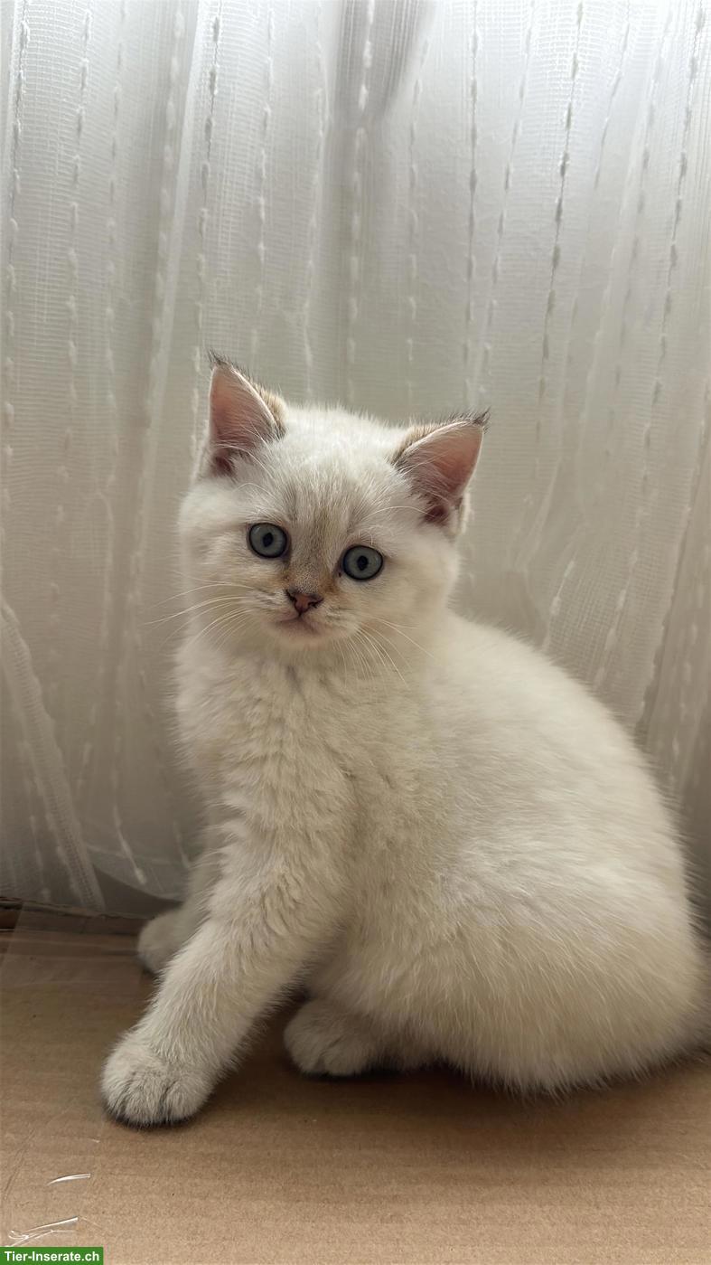 Britisch Kurzhaar Kitten (Kater) zu verkaufen