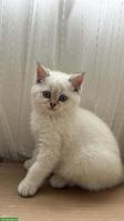 Britisch Kurzhaar Kitten (Kater) zu verkaufen