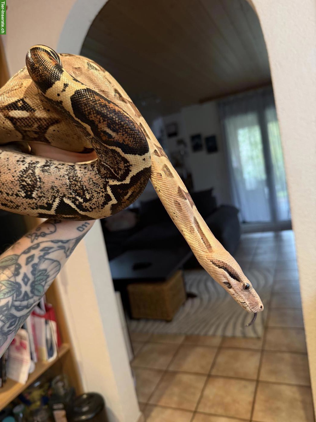 Boa constrictor imperator inkl. Terrarium & Einrichtung