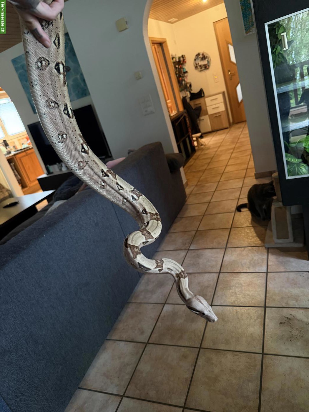 Bild 2: Boa constrictor imperator inkl. Terrarium & Einrichtung