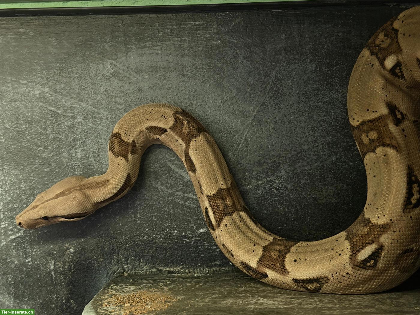 Bild 3: Boa constrictor imperator inkl. Terrarium & Einrichtung