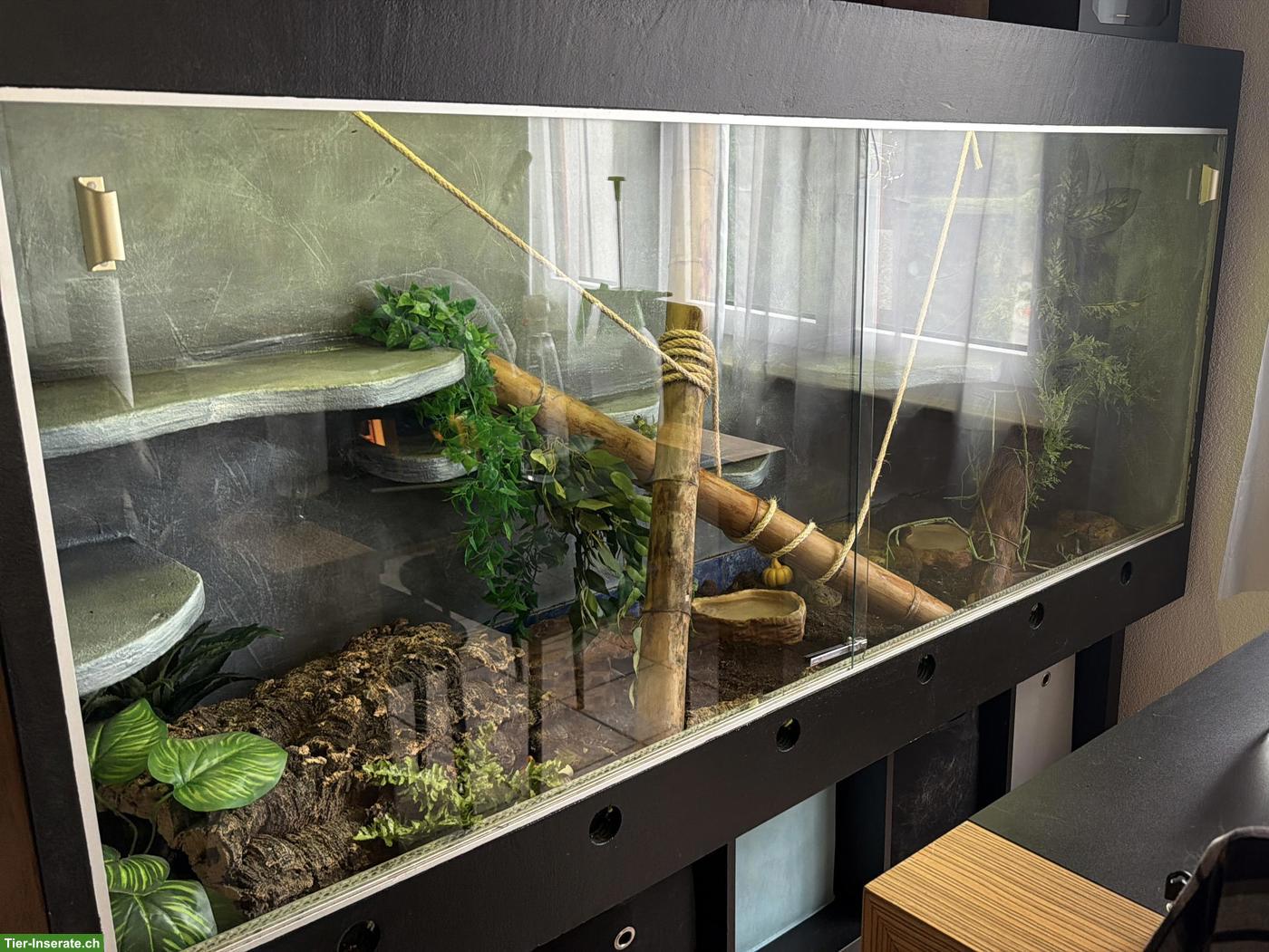 Bild 4: Boa constrictor imperator inkl. Terrarium & Einrichtung