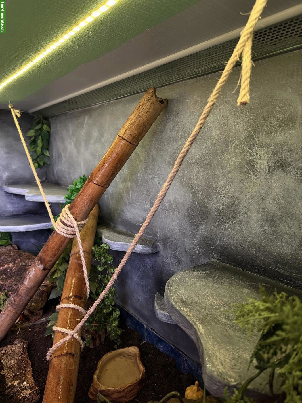 Bild 5: Boa constrictor imperator inkl. Terrarium & Einrichtung