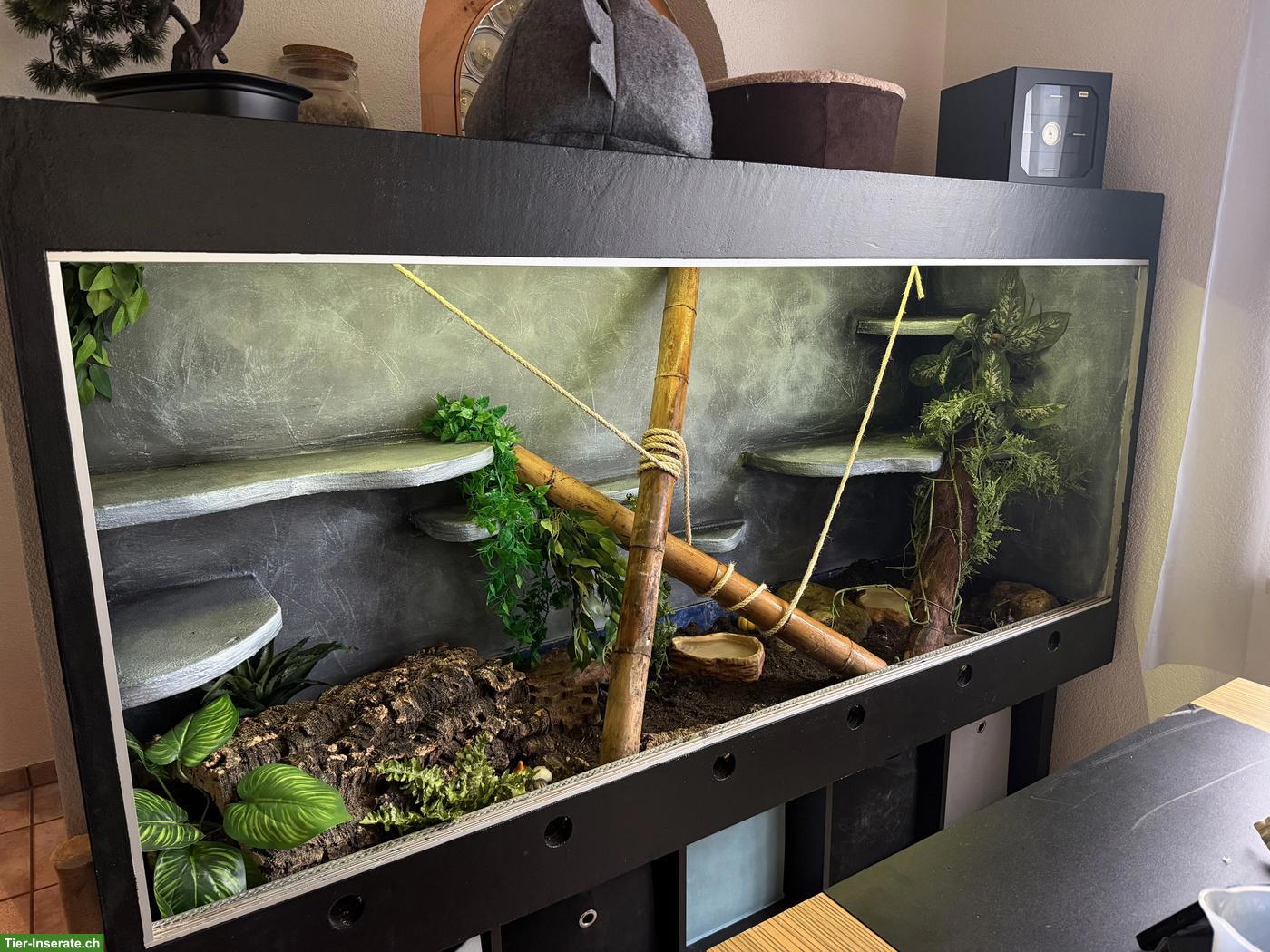 Bild 6: Boa constrictor imperator inkl. Terrarium & Einrichtung