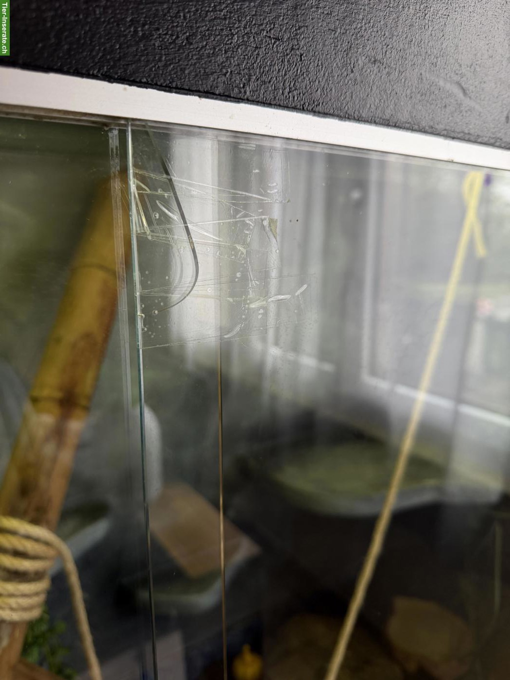 Bild 7: Boa constrictor imperator inkl. Terrarium & Einrichtung