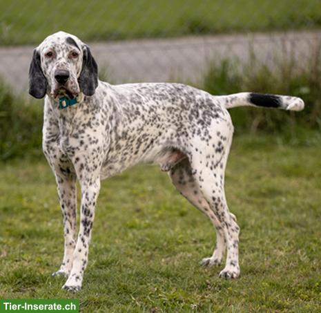 Bild 2: Sensibler English Pointer Mischlingsrüde "Lur"