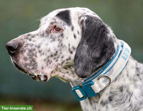 Bild 3: Sensibler English Pointer Mischlingsrüde "Lur"