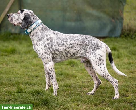 Bild 4: Sensibler English Pointer Mischlingsrüde "Lur"