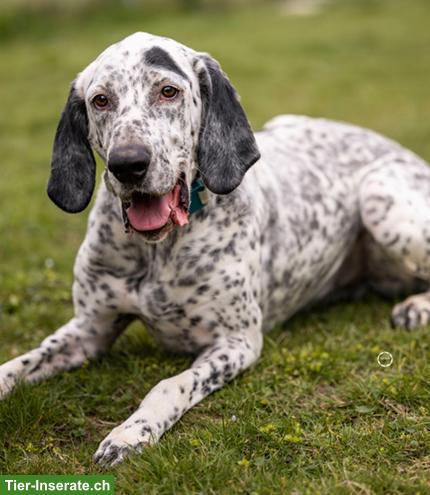 Bild 5: Sensibler English Pointer Mischlingsrüde "Lur"