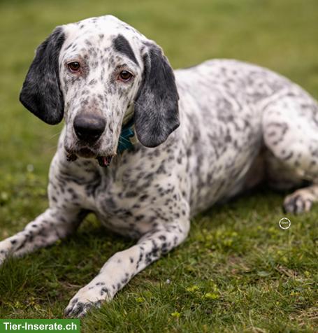 Bild 6: Sensibler English Pointer Mischlingsrüde "Lur"