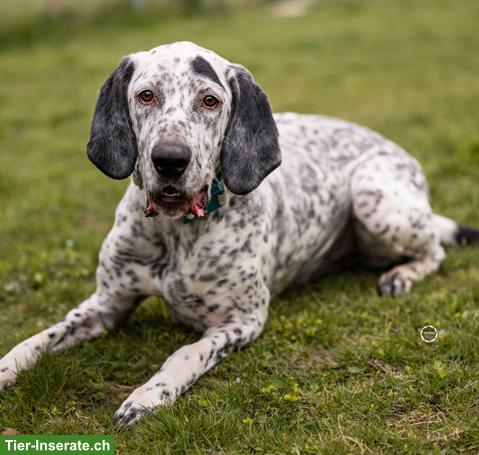 Bild 7: Sensibler English Pointer Mischlingsrüde "Lur"