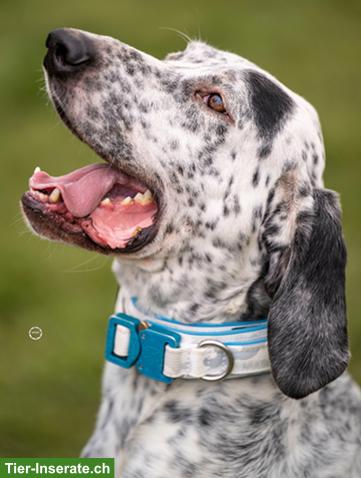 Bild 8: Sensibler English Pointer Mischlingsrüde "Lur"