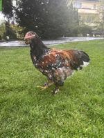 Junger Porzellan-Brahma Hahn