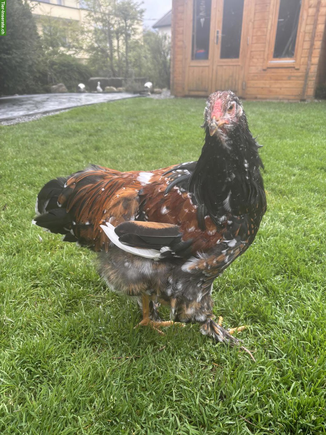 Bild 2: Junger Porzellan-Brahma Hahn