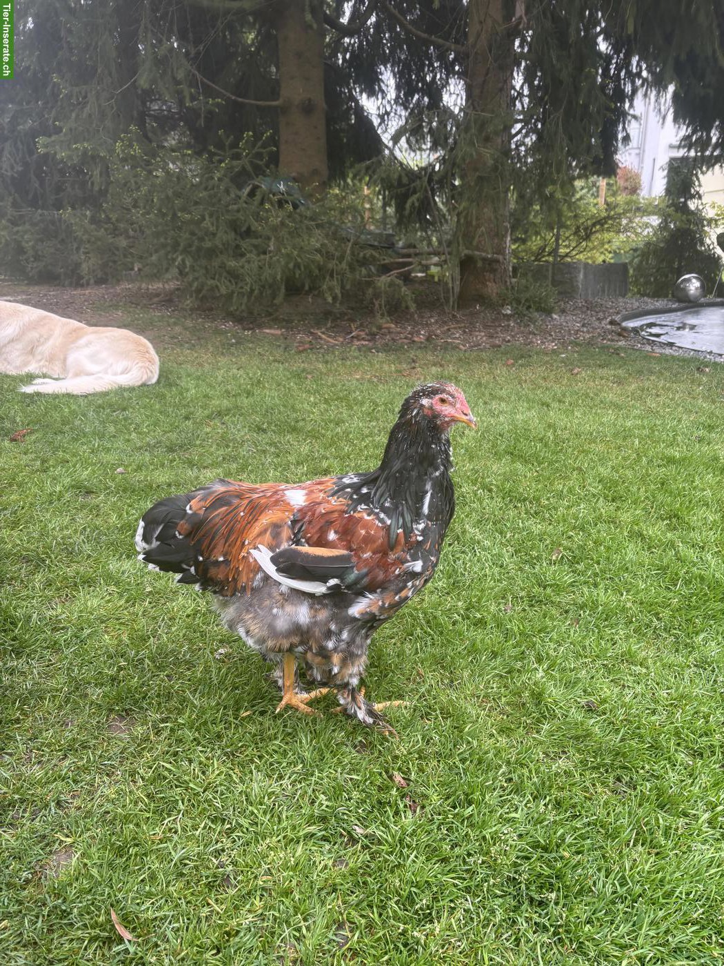 Bild 3: Junger Porzellan-Brahma Hahn