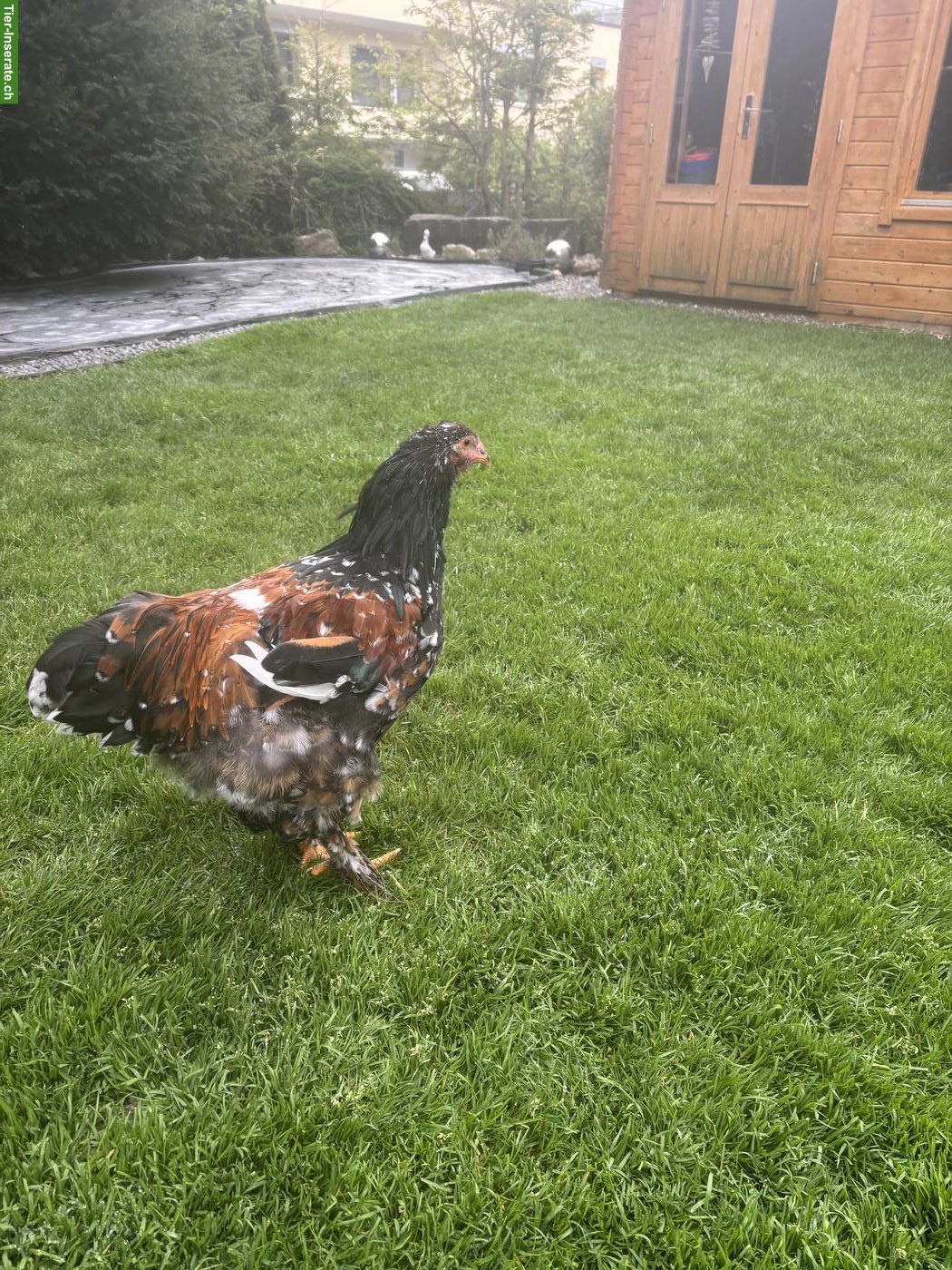 Bild 4: Junger Porzellan-Brahma Hahn