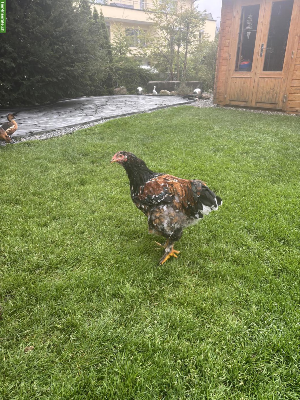 Bild 5: Junger Porzellan-Brahma Hahn