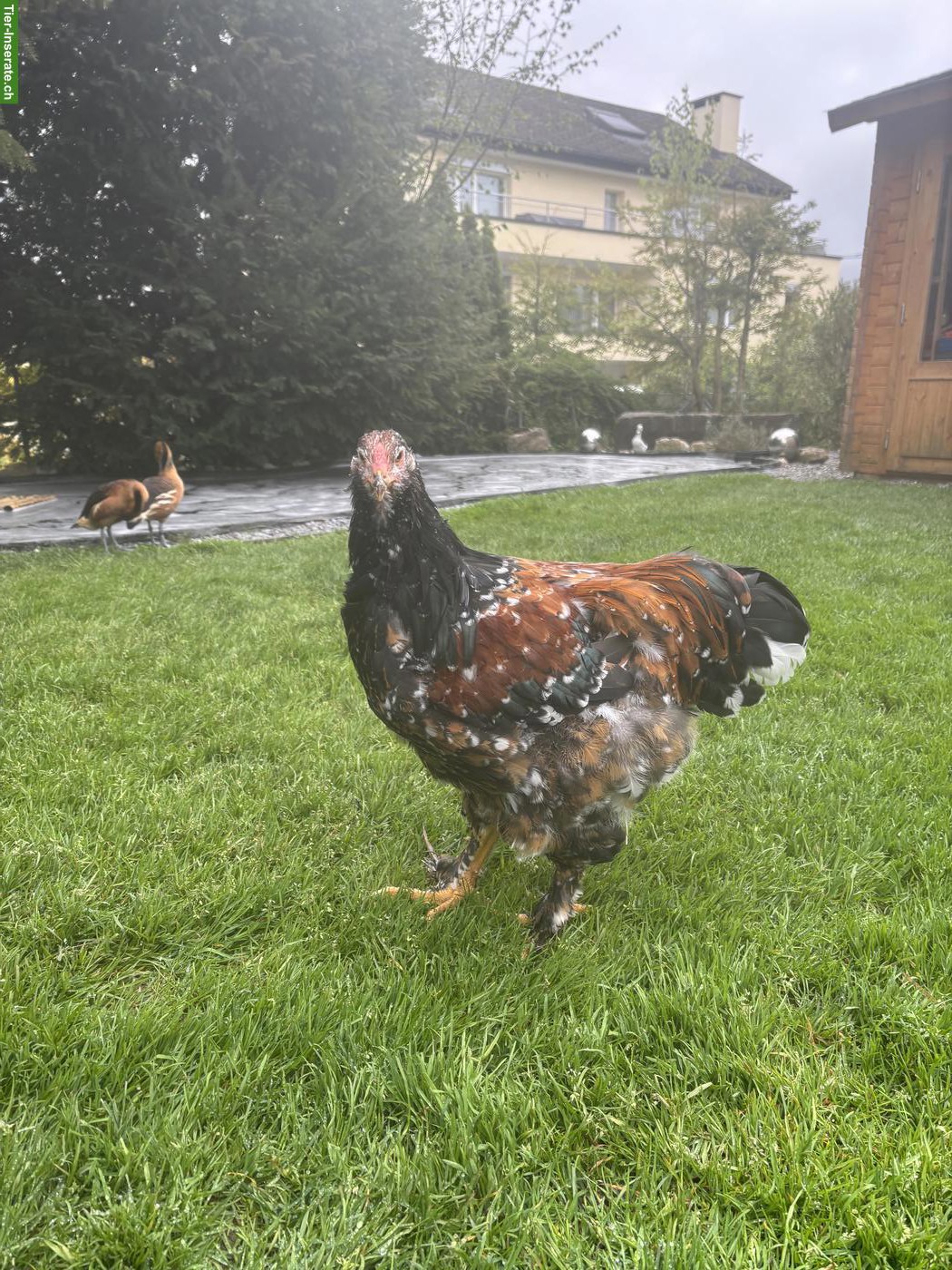 Bild 6: Junger Porzellan-Brahma Hahn