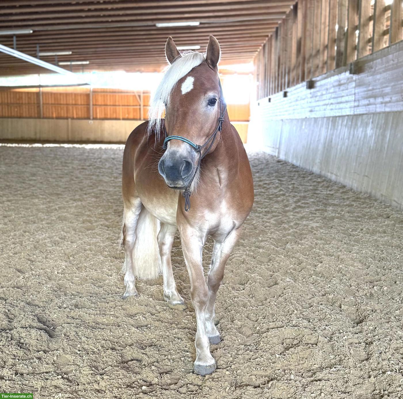 Haflinger Wallach, Mähnenwunder sucht Zuhause