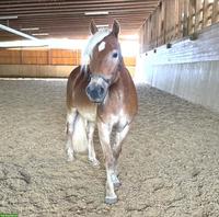 Haflinger Wallach, Mähnenwunder sucht Zuhause