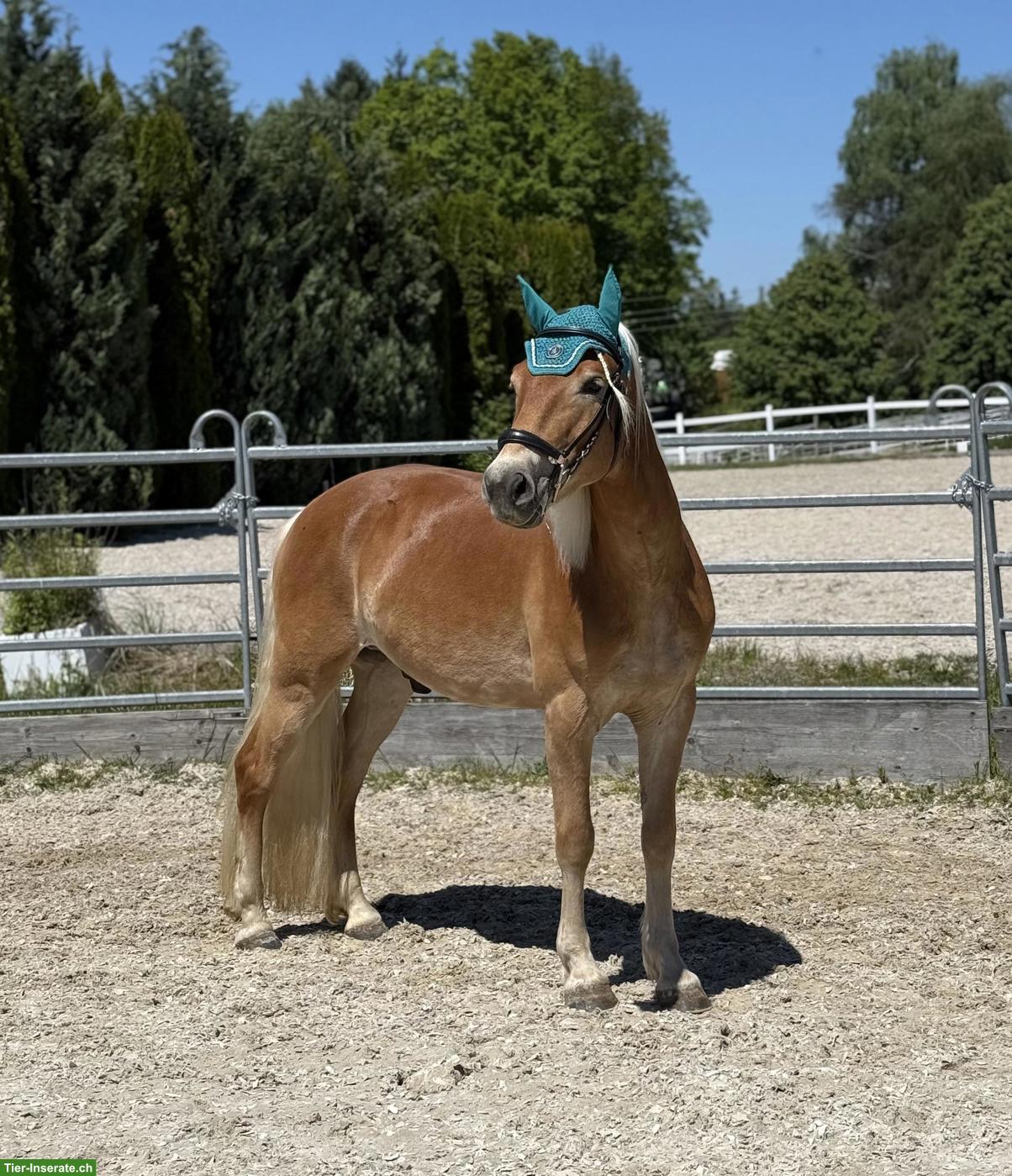 Bild 2: Haflinger Wallach, Mähnenwunder sucht Zuhause