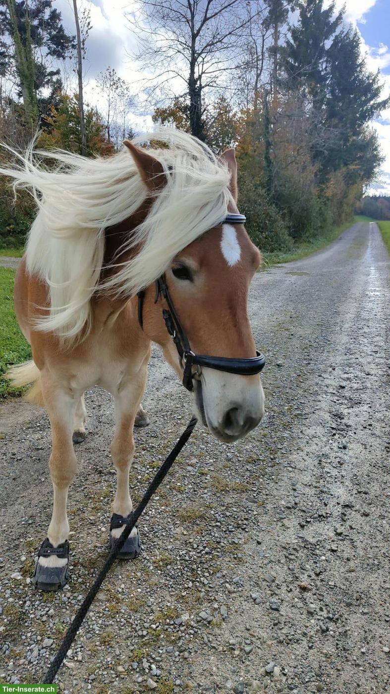 Bild 3: Haflinger Wallach, Mähnenwunder sucht Zuhause