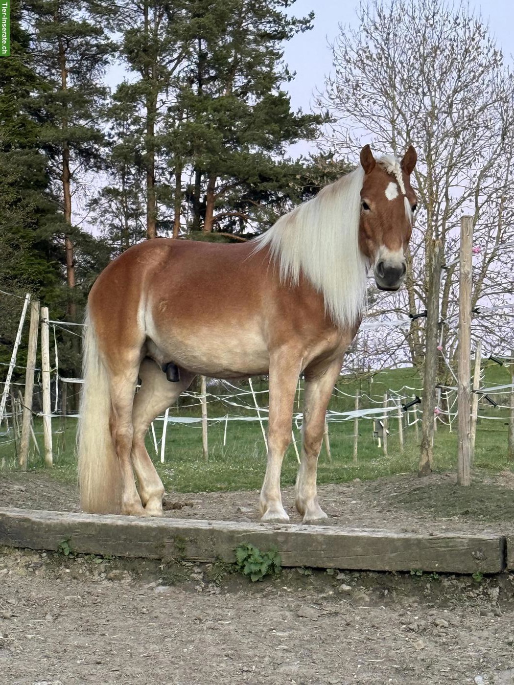 Bild 4: Haflinger Wallach, Mähnenwunder sucht Zuhause