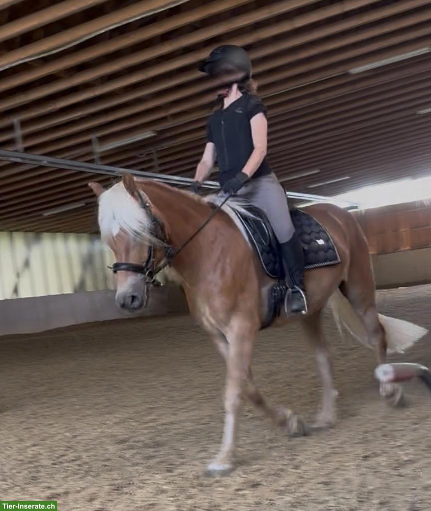 Bild 5: Haflinger Wallach, Mähnenwunder sucht Zuhause