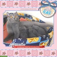 Kartäuser Kätzchen mit Stammbaum - lieb & verschmust