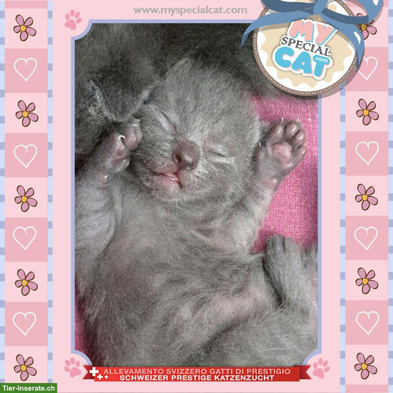 Bild 2: Kartäuser Kätzchen mit Stammbaum - lieb & verschmust