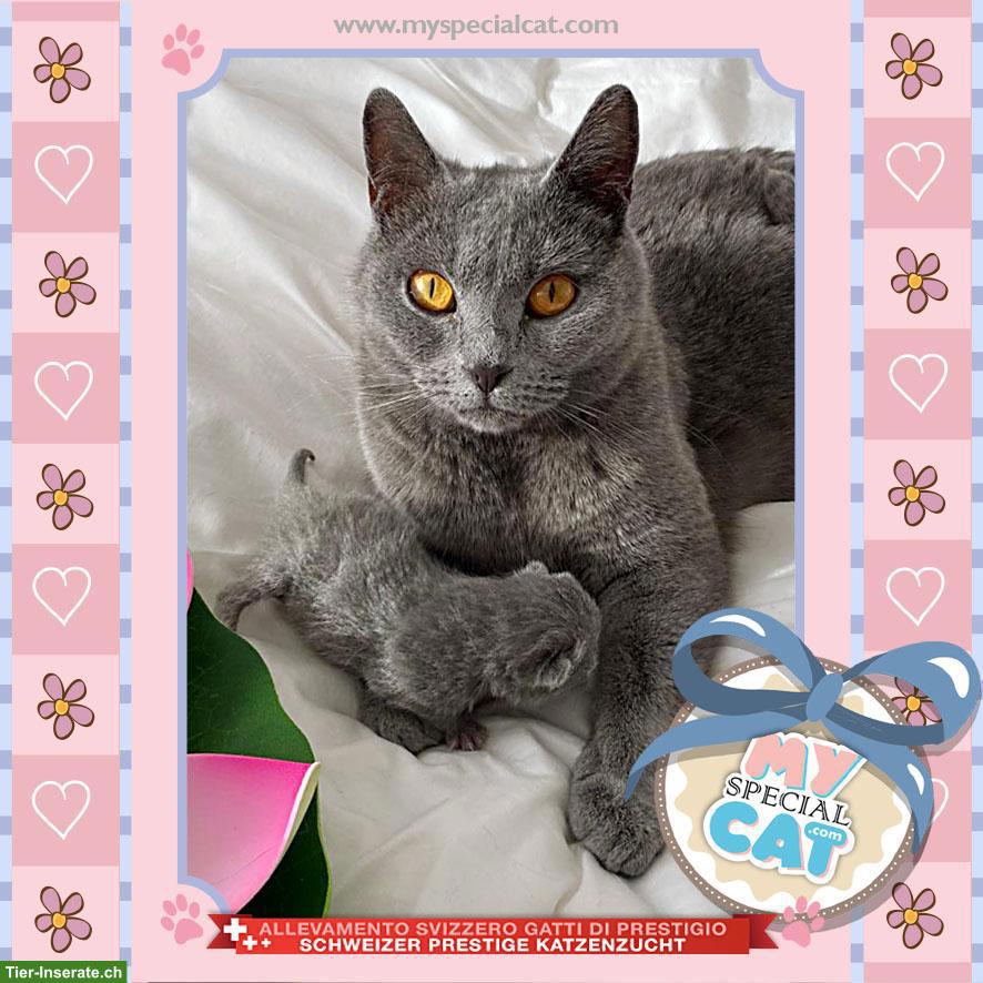 Bild 3: Kartäuser Kätzchen mit Stammbaum - lieb & verschmust