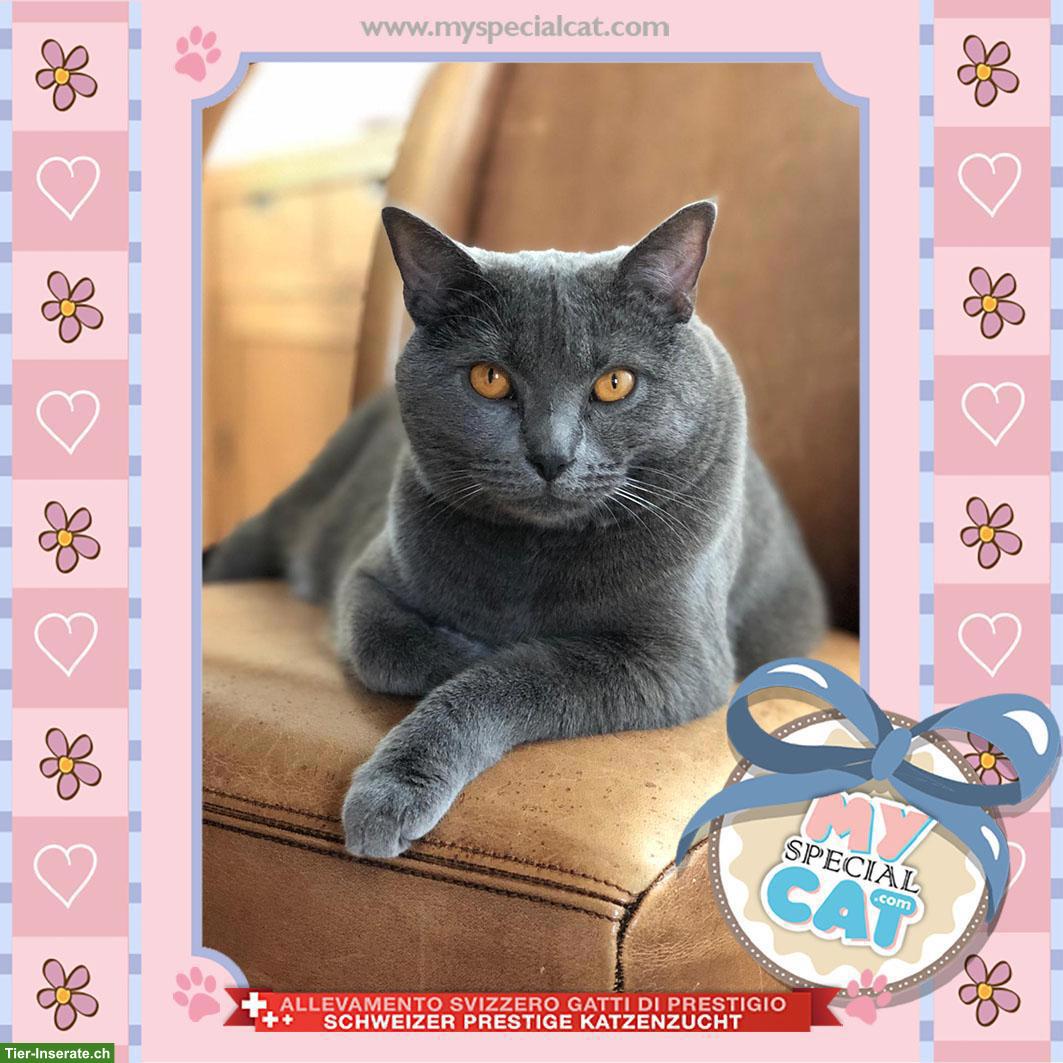 Bild 4: Kartäuser Kätzchen mit Stammbaum - lieb & verschmust