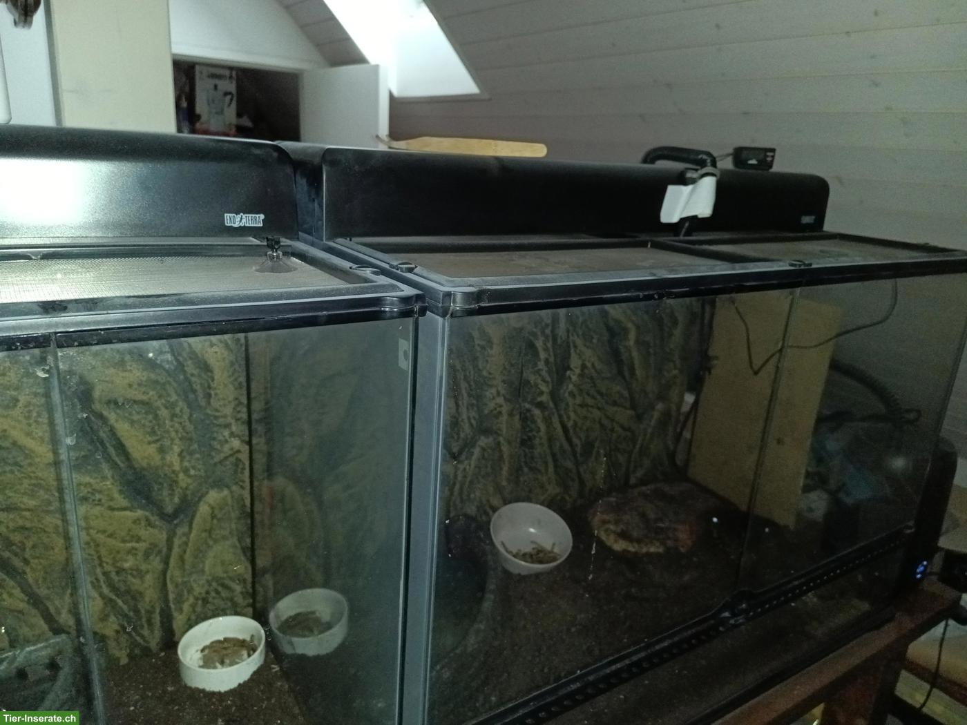 GRATIS: 2 Glasterrarien von Exo Terra