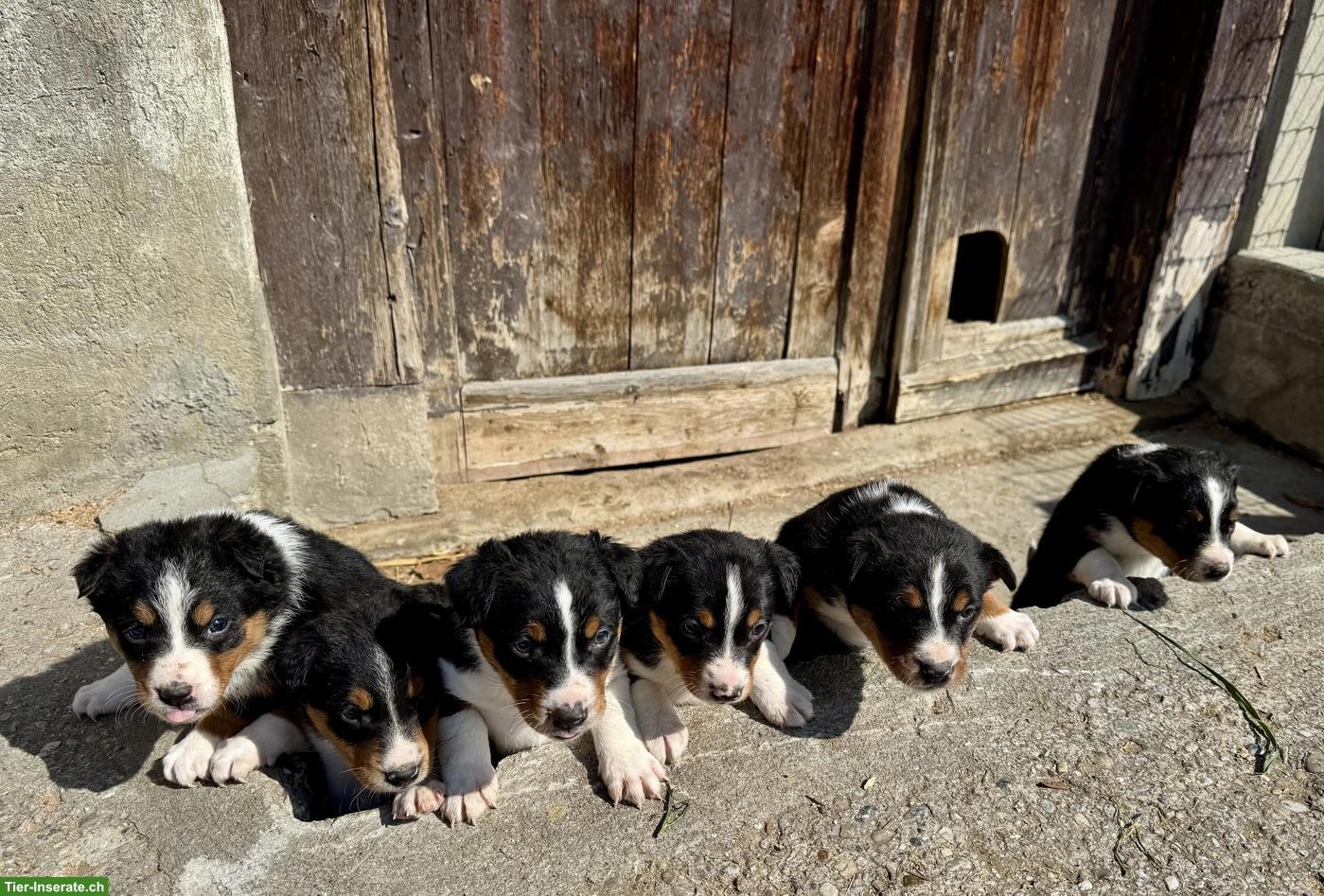 Appenzeller Bläss Welpen