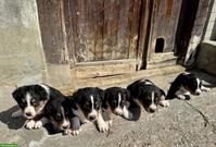 Appenzeller Bläss Welpen