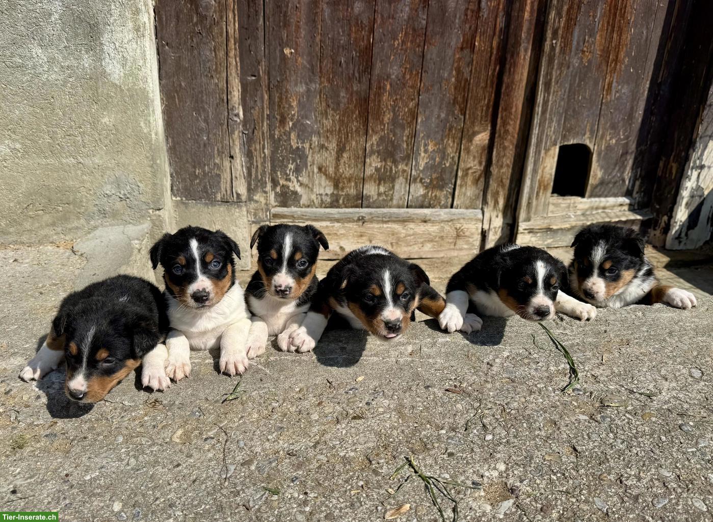 Bild 2: Appenzeller Bläss Welpen