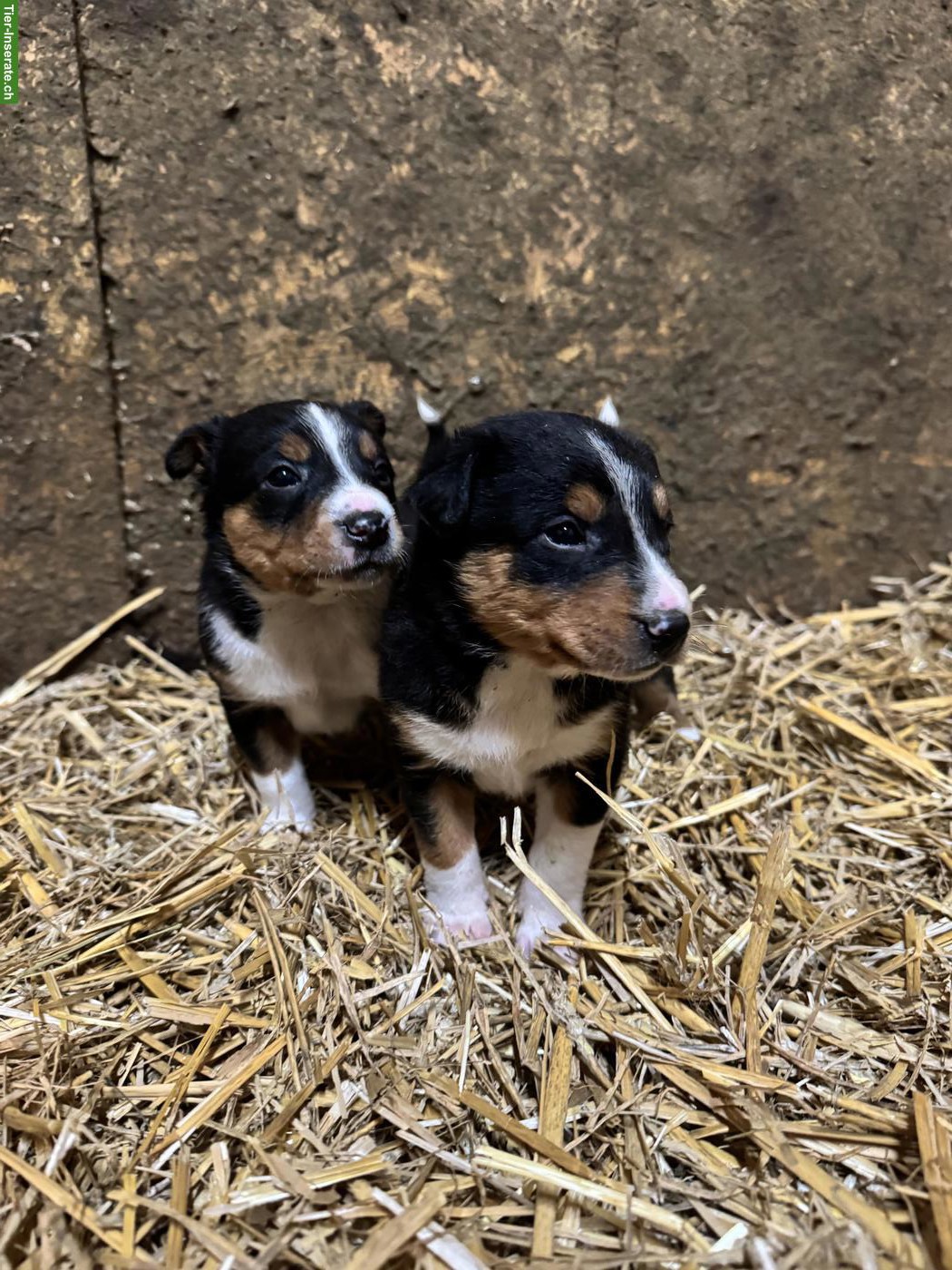 Bild 3: Appenzeller Bläss Welpen