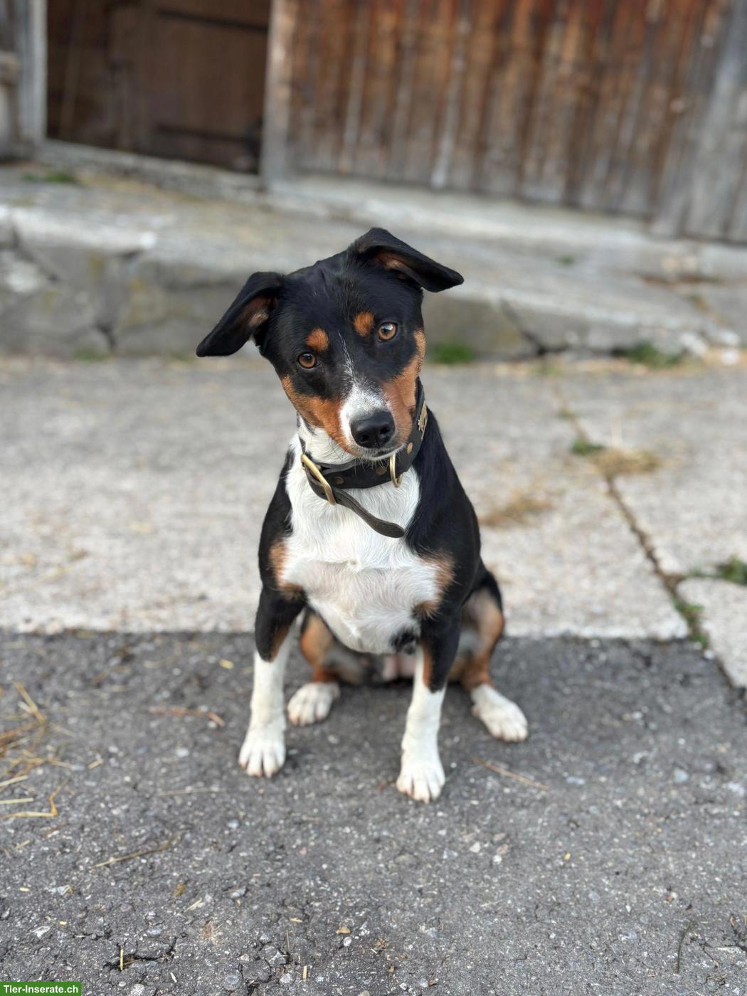 Bild 4: Appenzeller Bläss Welpen