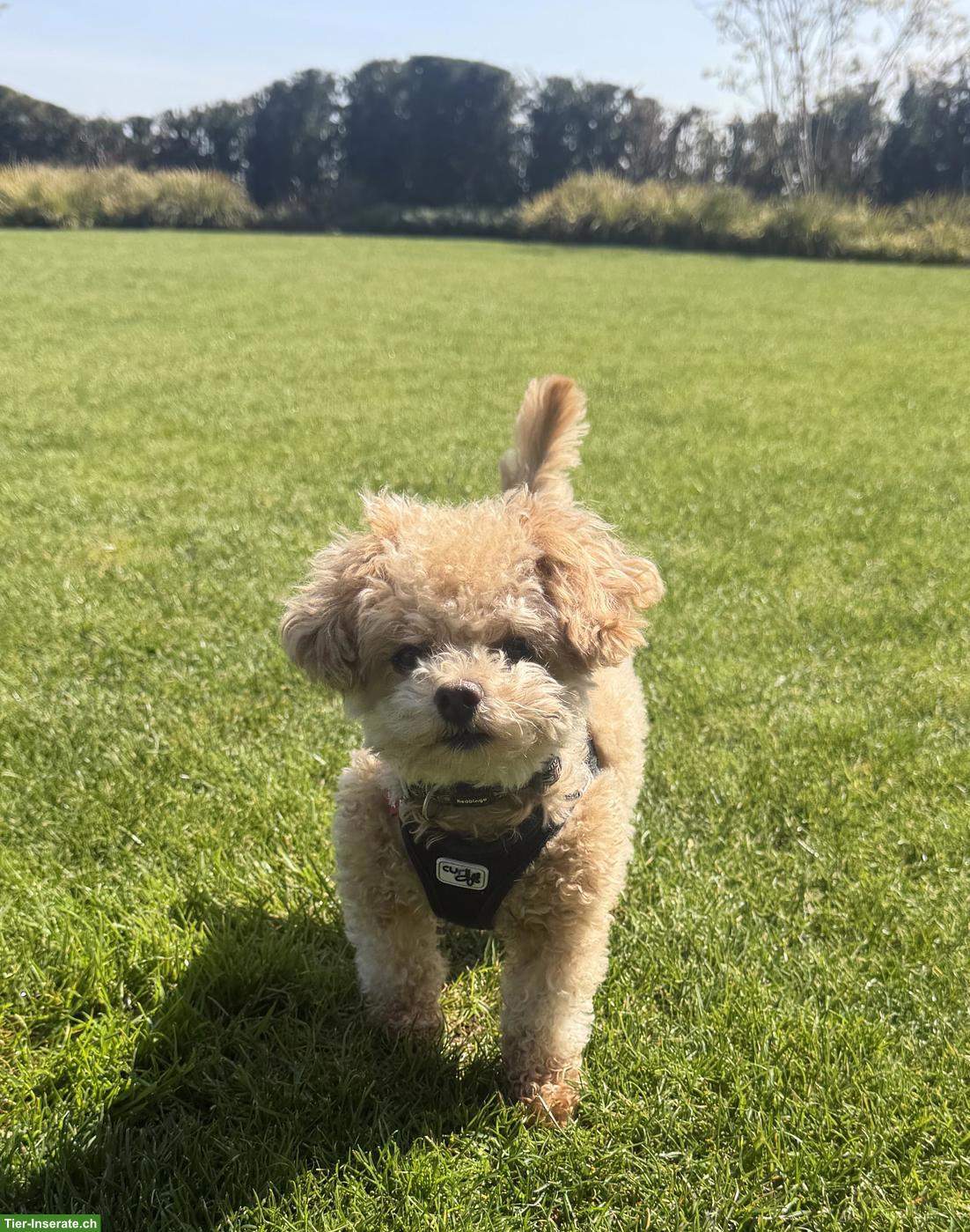 Zwergpudel "Teddy" sucht liebevolles Zuhause