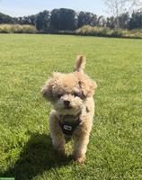 Zwergpudel "Teddy" sucht liebevolles Zuhause