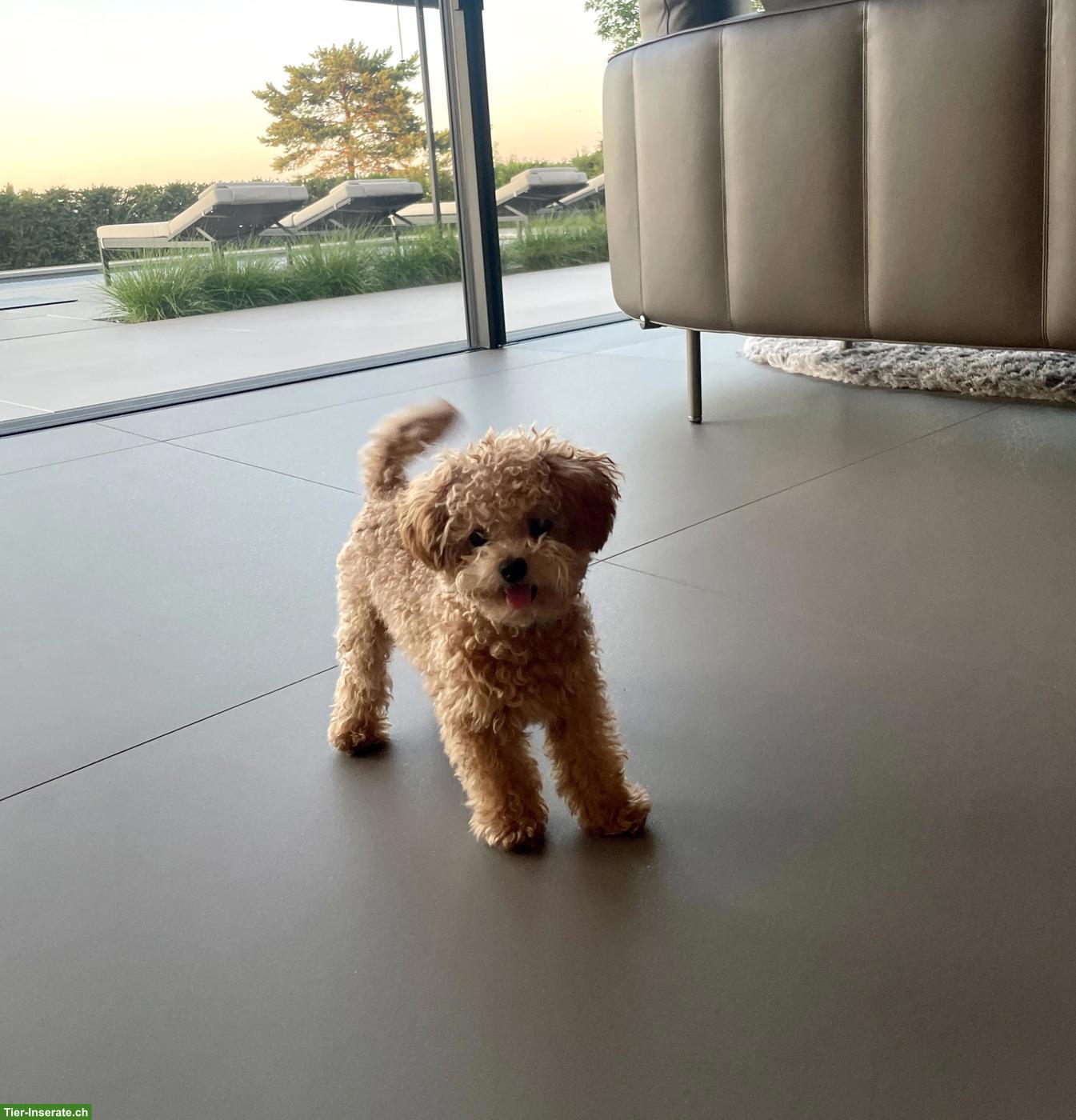 Bild 2: Zwergpudel "Teddy" sucht liebevolles Zuhause