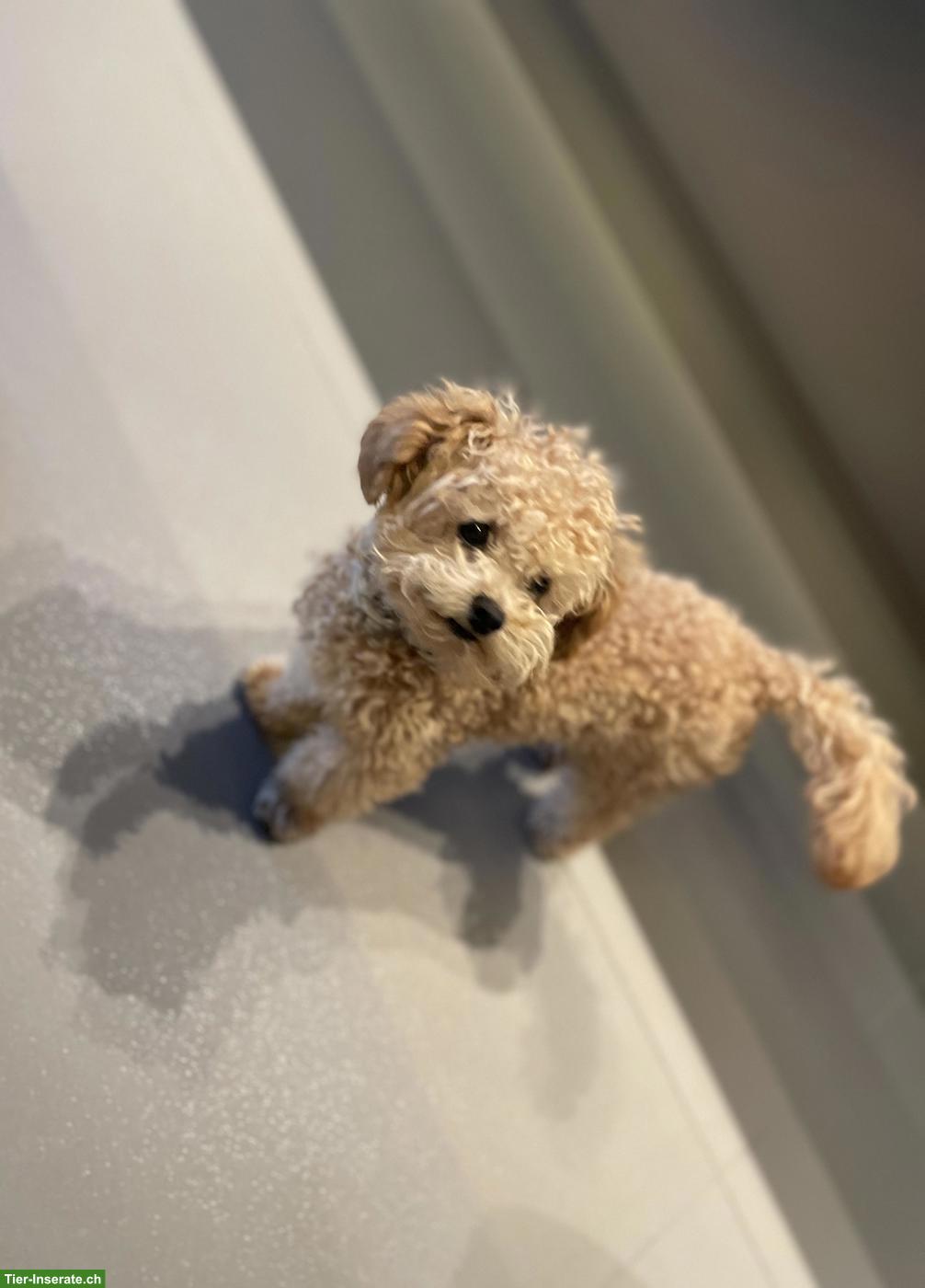 Bild 3: Zwergpudel "Teddy" sucht liebevolles Zuhause