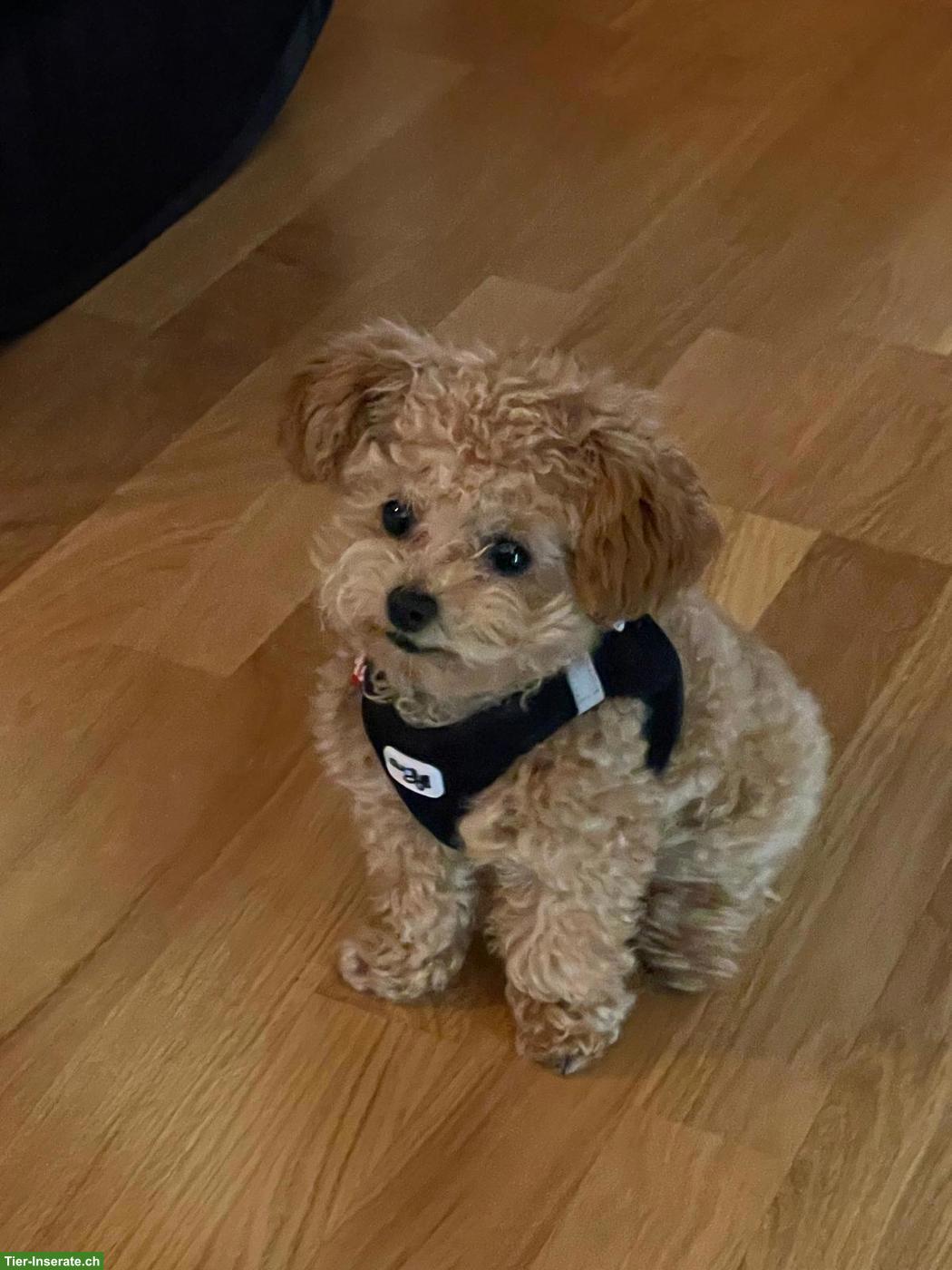 Bild 4: Zwergpudel "Teddy" sucht liebevolles Zuhause