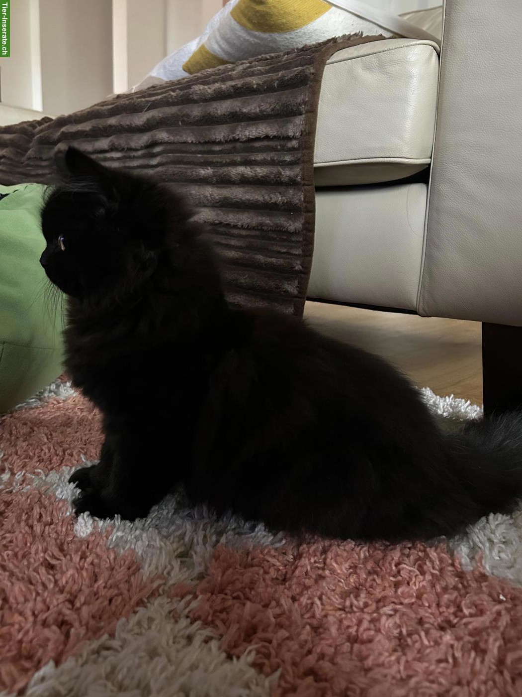 Bild 2: BKH Katze, 4 Monate alt zu verkaufen